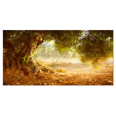 Paysage, vieux olivier, photographie sur toile - Magnifique olivier