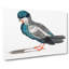Pigeon by Johan Teyler - Wrapped Canvas-55339449