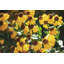 Fleurs d'automne II-87400765-98270995-98270996