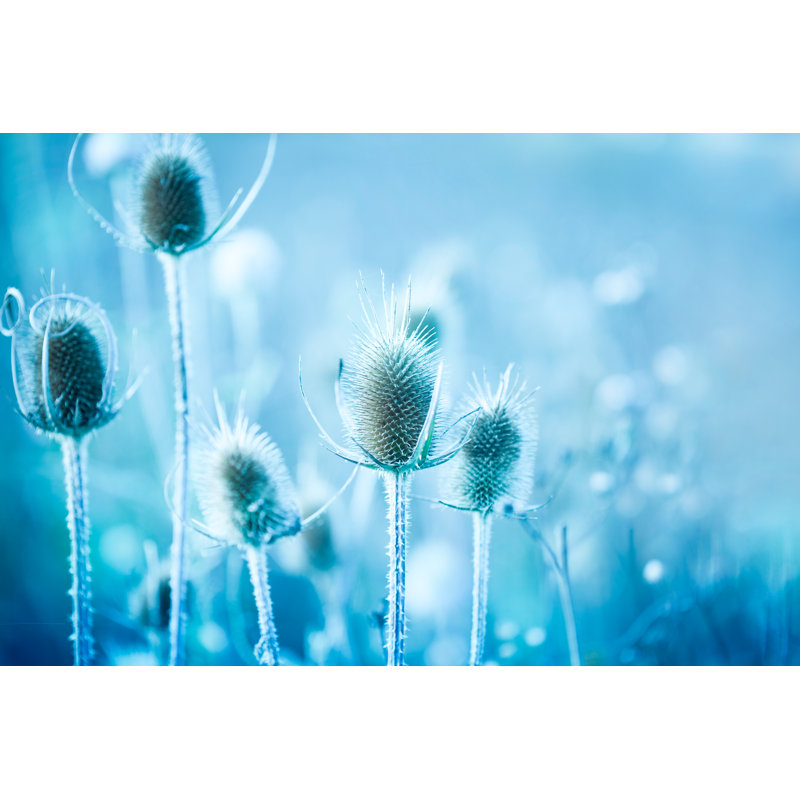 Winter Thistle by Jasmina007 - Wrapped Canvas Print, 61cm H x 91cm W x 3.8cm D