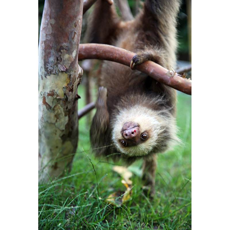Happy Baby Sloth by GeorgePeters - No Frame Art Prints on Canvas, 122cm H x 81cm W