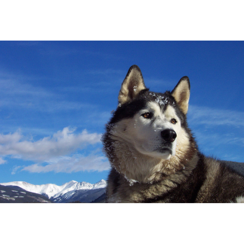 Husky Heaven by Summitkane - Wrapped Canvas Print, 30cm H x 46cm W