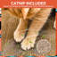Vintage Oldtime Mix Tape Cat Scratcher