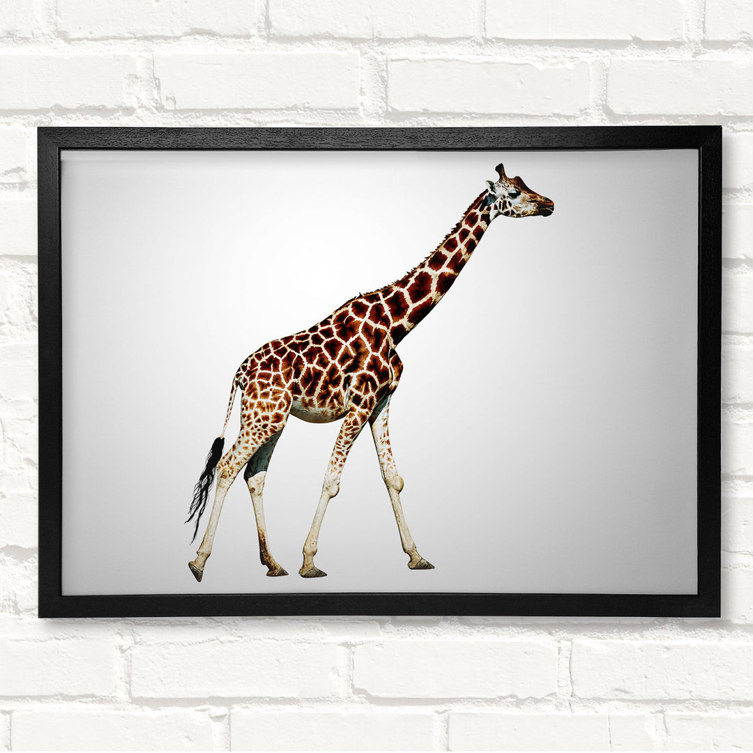 Giraffe Walk Gerahmter Druck