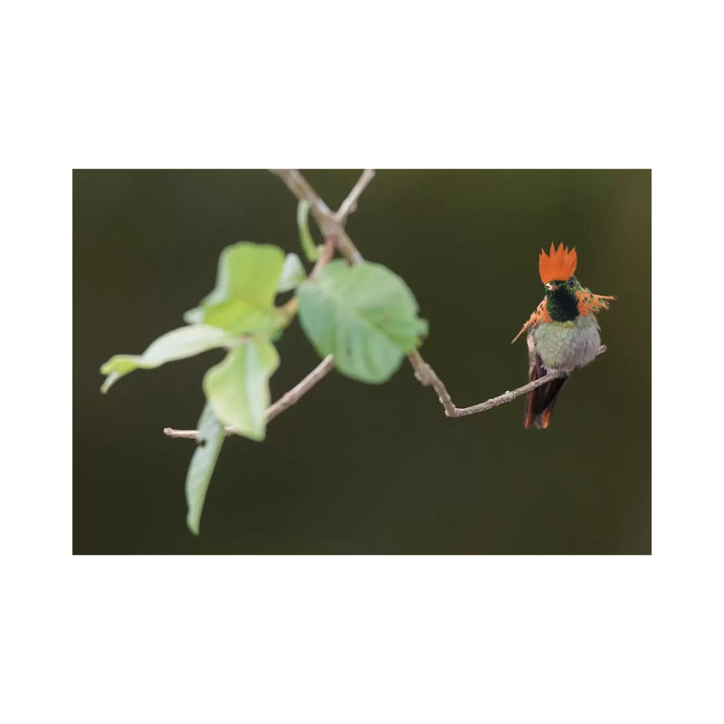 Tufted Coquette by Ken Archer - Gallery-Wrapped Canvas Giclée on Canvas, Wrapped Canvas, 20.32 cm H x 30.48 cm W