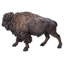 Bison de grande taille