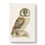 Boreal Owl by Von Wright - Wrapped Canvas-55362363