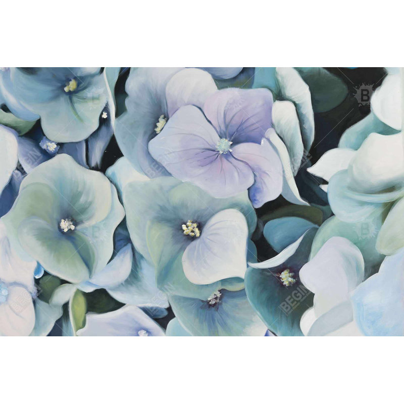 " Hydrangea Plant "