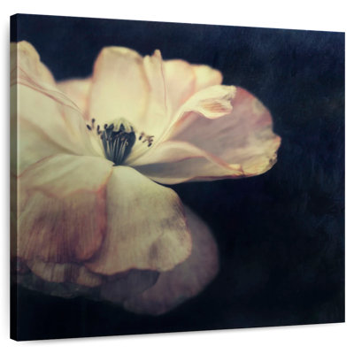 Harnek lumière dans la fleur sombre
