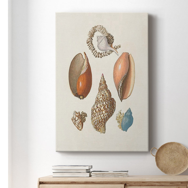 Knorr Shells & Coral I sur impression sur toile, H 60 po x l 40 po x P 1 po