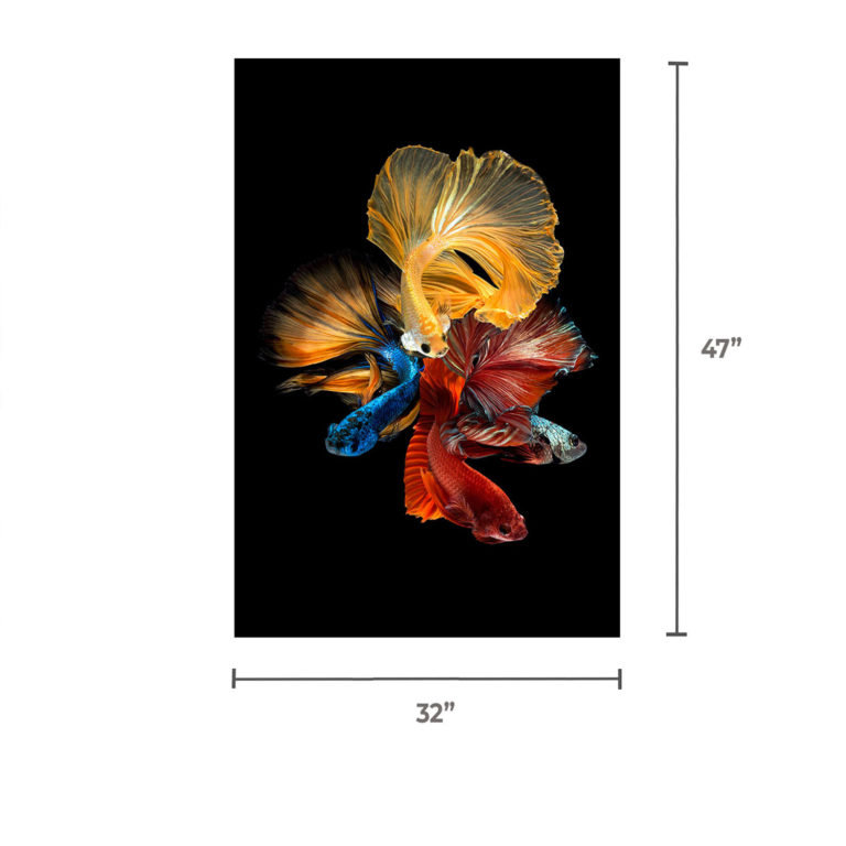 «Betta Long Fin Fish», reproduction d'art acrylique sur toile, H 32 po x l 47 po x P 1 po, Cadre arrière en métal
