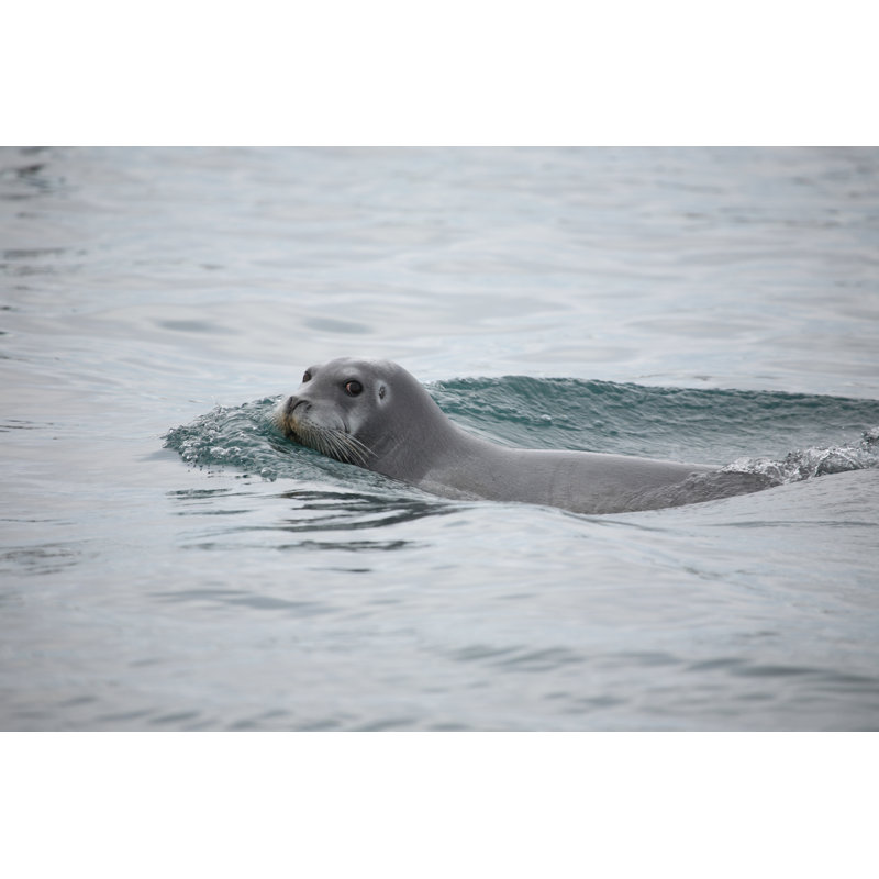 Bearded Seal In The Arctic by Micheldenijs - Wrapped Canvas Print