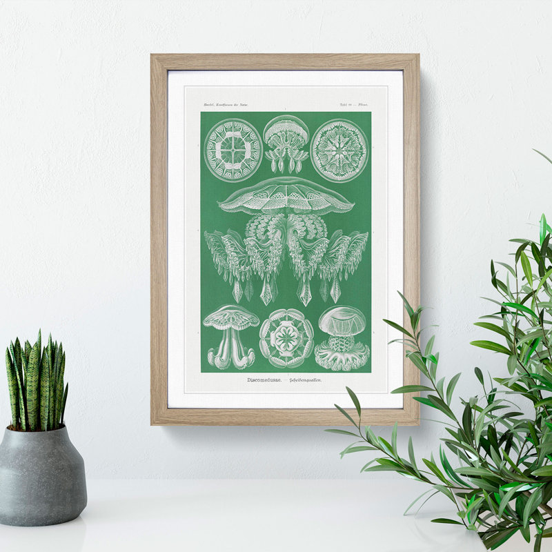Discomedusae Jellyfish Vol.4 by Ernst Haeckel - Picture Frame Painting, 65cm H x 48cm W x 2cm D, Oak Framed