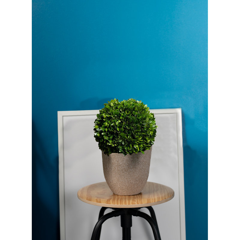 Boxwood Topiary