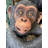Monkey Chimpanzee Congo Life Size Statue