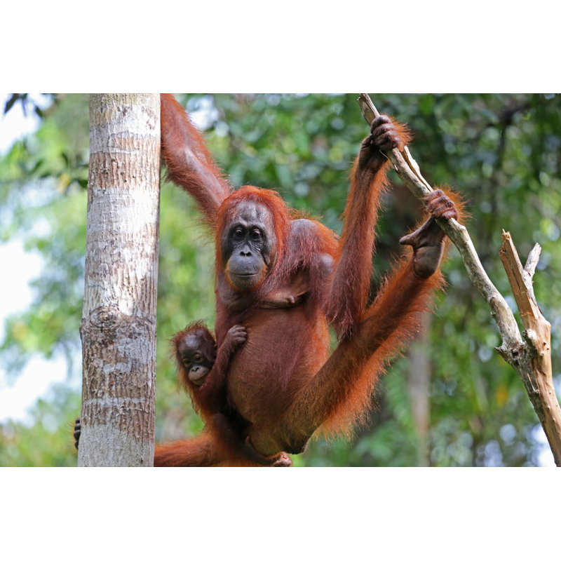 Indonesia by Goddard_Photography - No Frame Print on Canvas, 61cm H x 91cm W