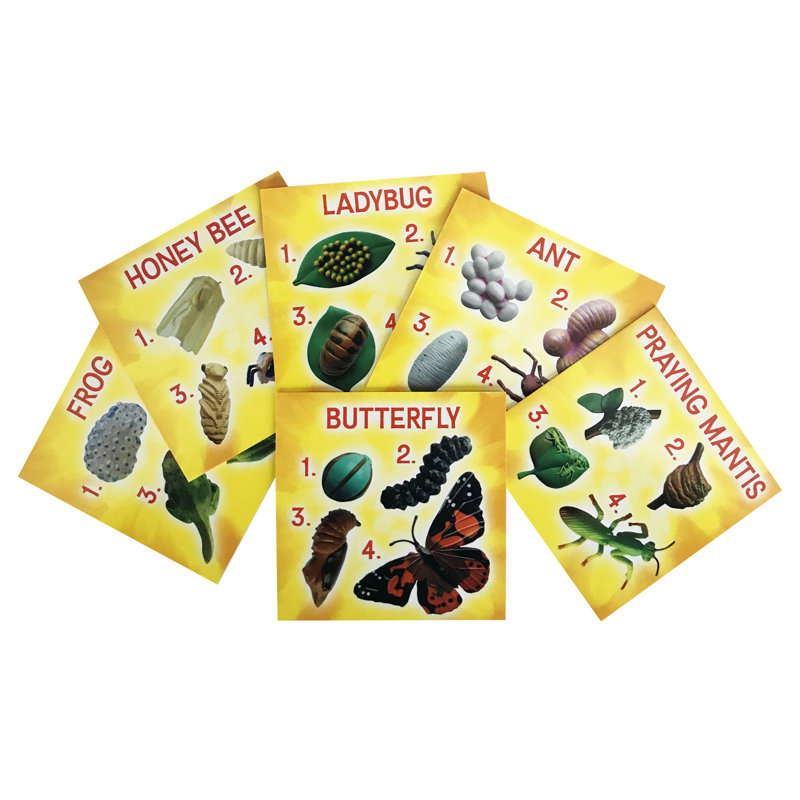 Ensemble de figurines de cycle de vie insectes, 24 pièces