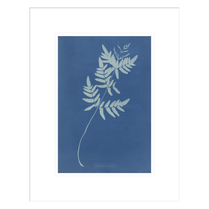 Osmunda Rigalis (Australie) par Anna Atkins, impression giclée encadrée, H 16,75 po x l 13,22 po