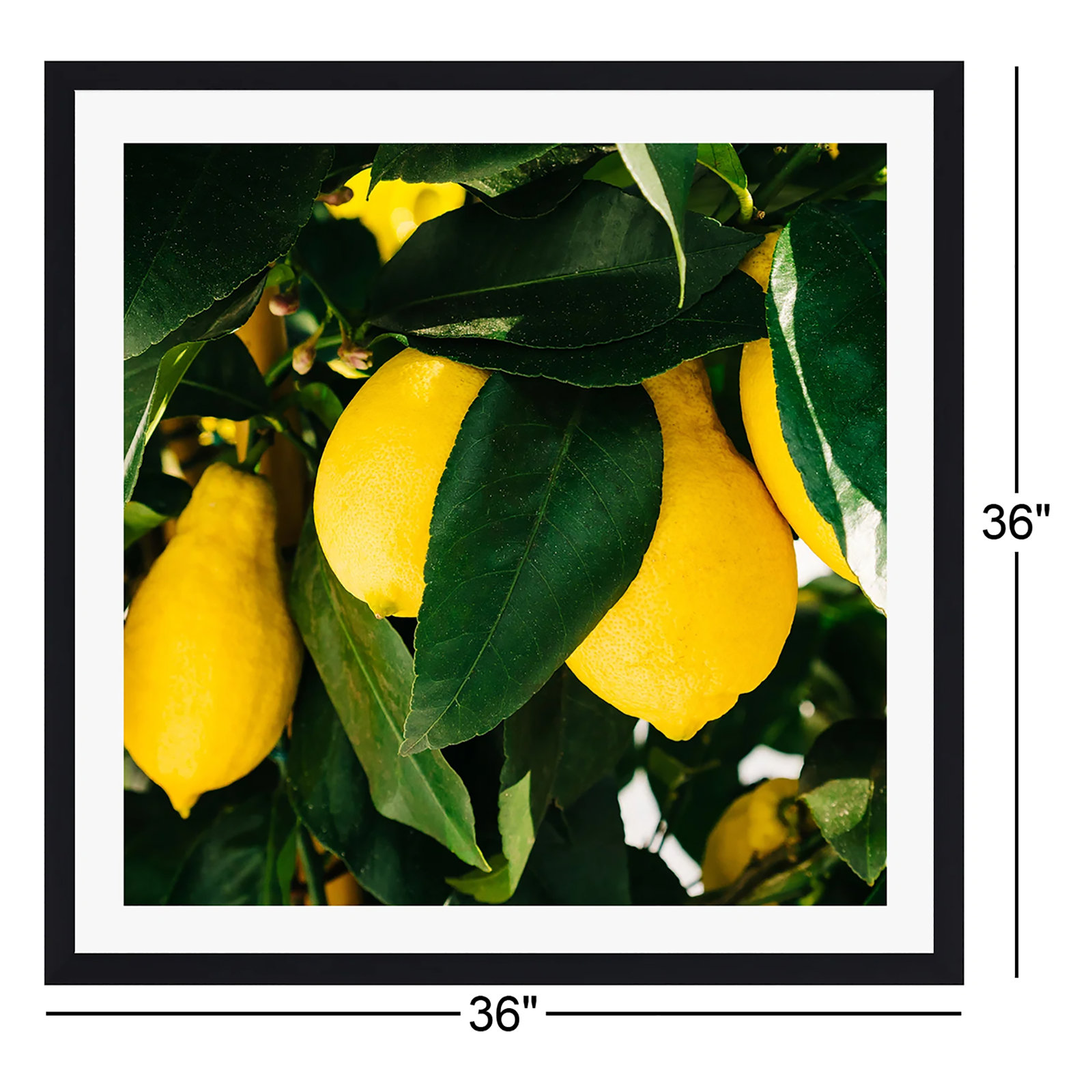Terico "Amalfi Coast Lemons" Print, 36" H x 36" W x 2" D, Black Floater Framed, No