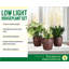 Live Low Light Houseplant Set-100088148