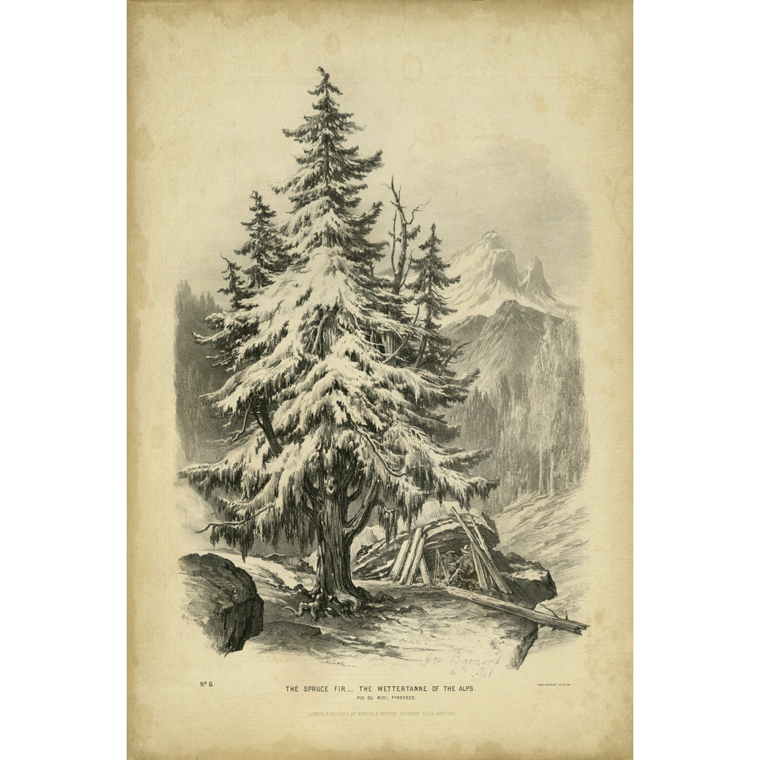 The Spruce by George Barnard - Wrapped Canvas Print