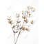 Une branche de fleurs de coton - Toile florale blanche pour la décoration intérieure