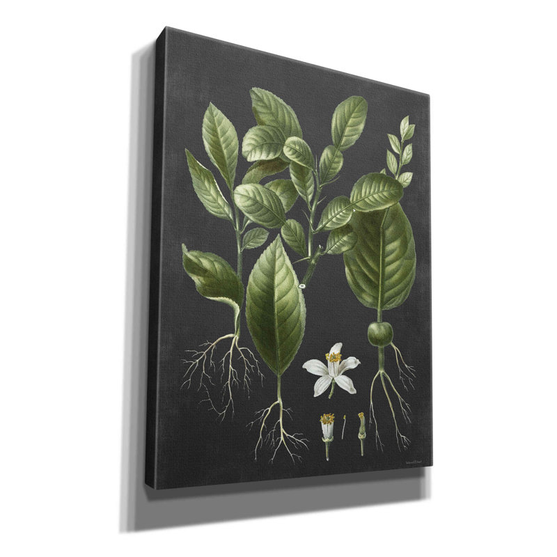 «Citrus Botanical» par Lettered & Lined - reproduction d'art sur toile tendue, H 16 po x l 12 po x P 0,75 po