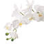 Anyssa 23 "plante à fleurs en pot