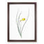 Daffodil by Pierre-Joseph Redoute - Framed Print-55491237-55491240