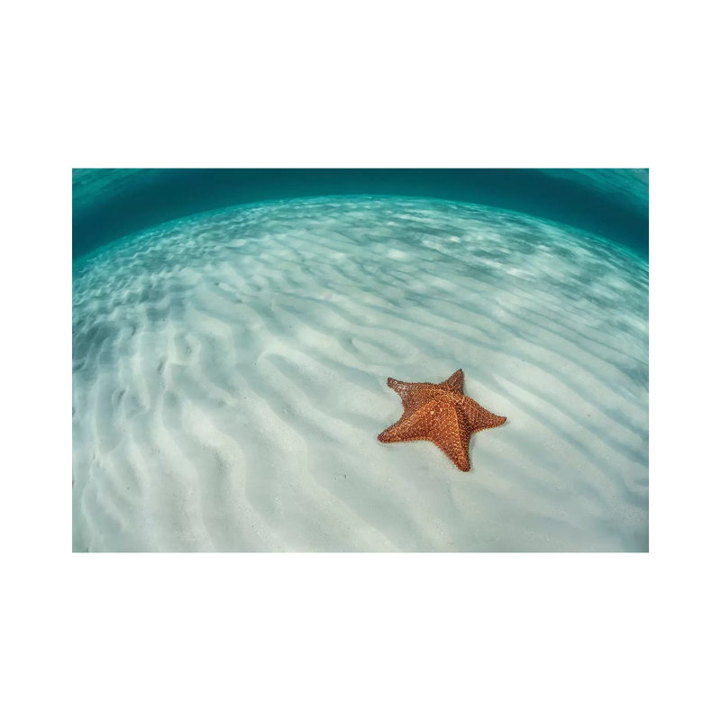 A West Indian Starfish On The Seafloor In Turneffe Atoll, Belize by Ethan Daniels - Wrapped Canvas Print