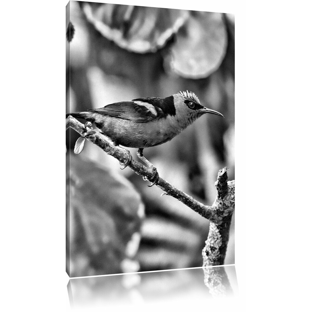 Leinwandbild Kleiner Türkisnaschvogel auf Ast in Monochrom