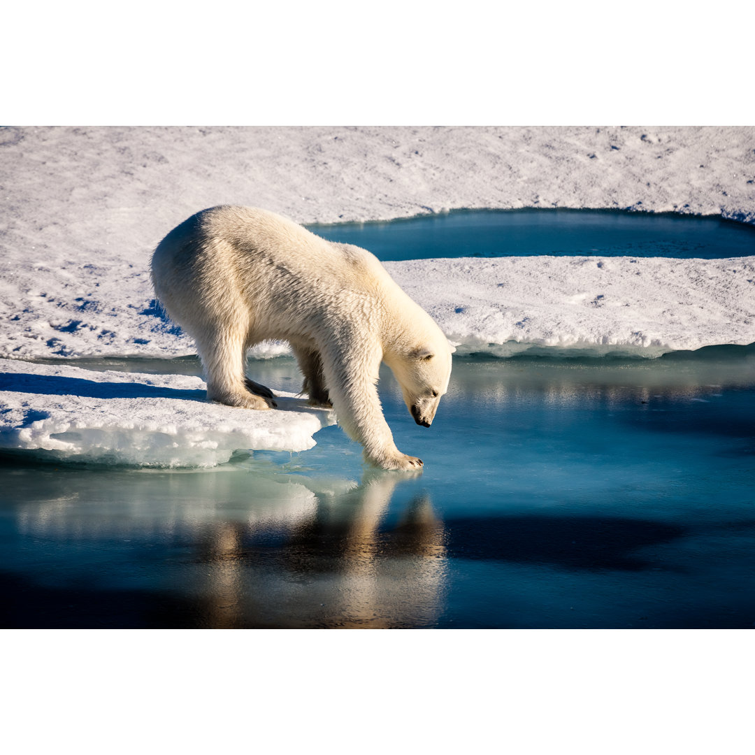 Leinwandbild Majestätischer Eisbär berührt Meeresoberfläche