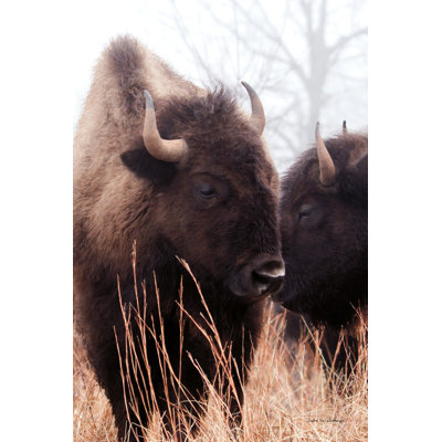 Bison d'Amérique VI