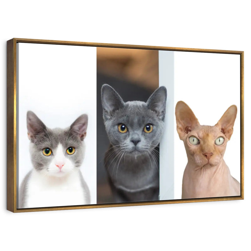 Staring Cats, Cadre flottant doré, 40 po x 27 po