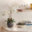 FLORAL 25IN DOUBLE STEM ORCHID, WHITE-2141217218