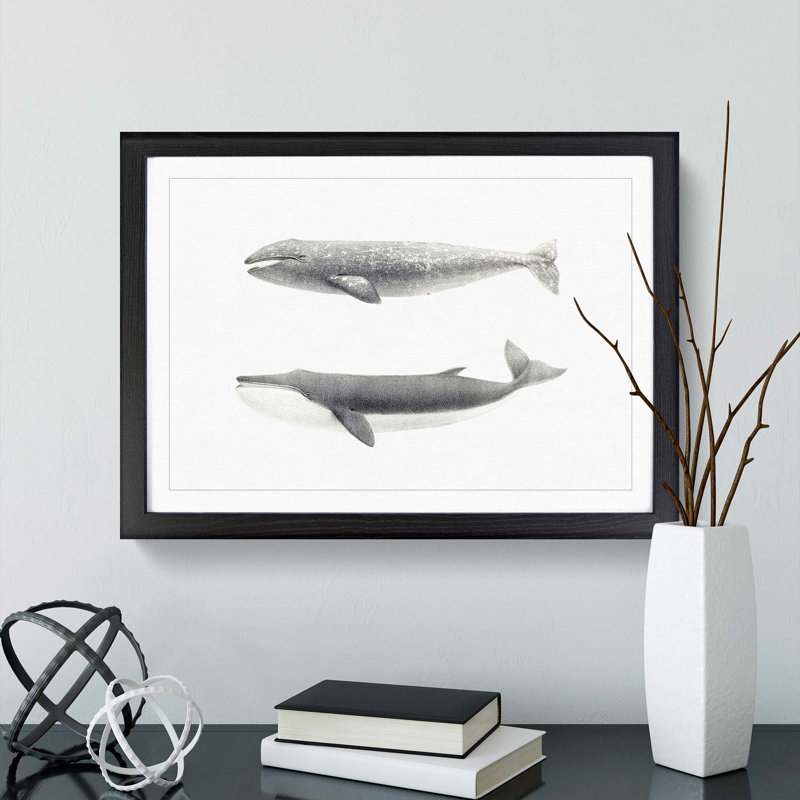 Californian Grey & Finback Whale by C.M. Scammon - Framed Print, 27cm H x 36cm W x 2cm D, Black Framed