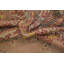 Tapis oriental antique Oushak 8 x 12