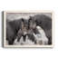 Chevaux sauvages - Photographie de cadre photo sur toile-265811773-265811772