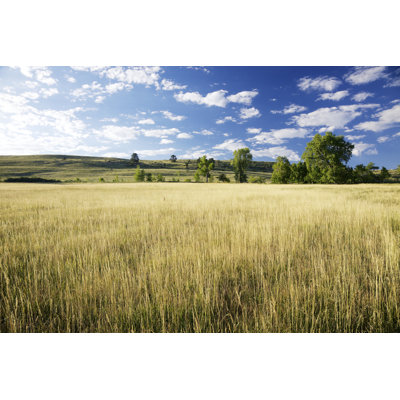 Blue Skies And Golden Field by Beklaus - No Frame Art Prints on Canvas