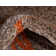 Jachim Abstract Indoor Rug