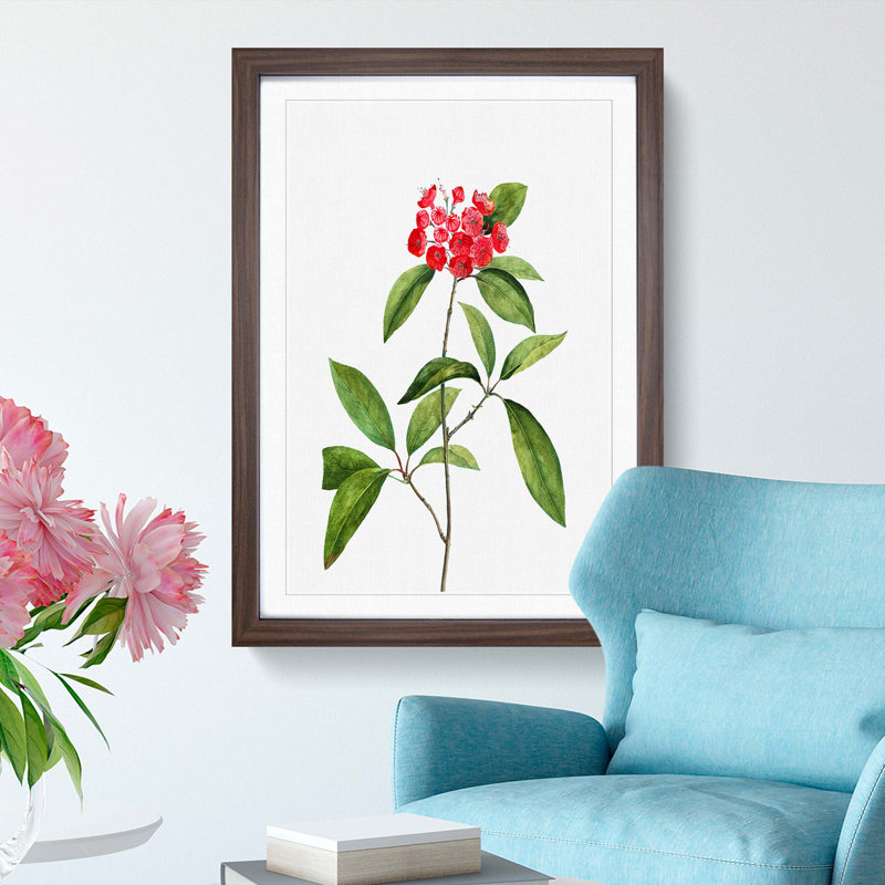 Mountain Laurel Tree Flowers by Pierre-Joseph Redoute - Picture Frame Painting Print, 36cm H x 27cm W x 2cm D, Walnut Framed