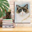 " Ragdoll 2 " by Barbara Keith-1981353635