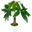20 plantes