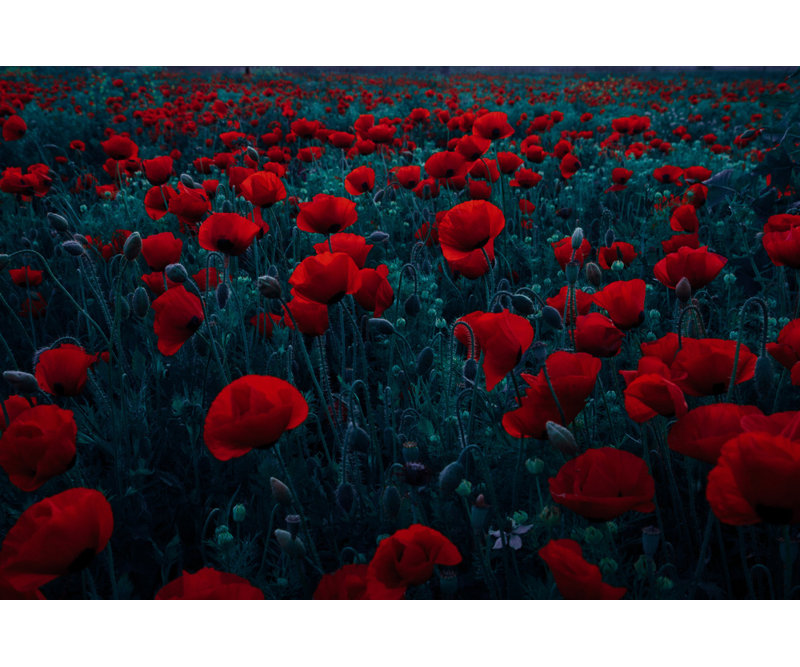 Wrapped Canvas Print, 50.8 cm H x 76.2 cm W