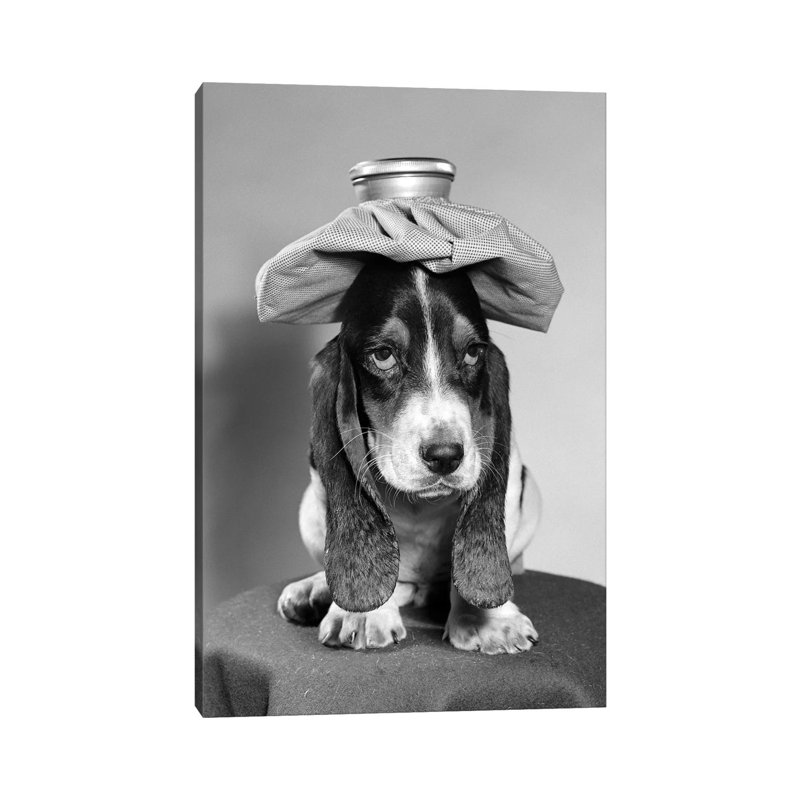 Bassett Hound Dog With Ice Pack On Head - Wrapped Canvas Print, 20.32 cm H x 30.48 cm W