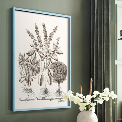 Sepia Besler Botanicals II Framed Print - Solid Wood
