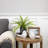 12'' Faux Fern Plant Plant in Pot