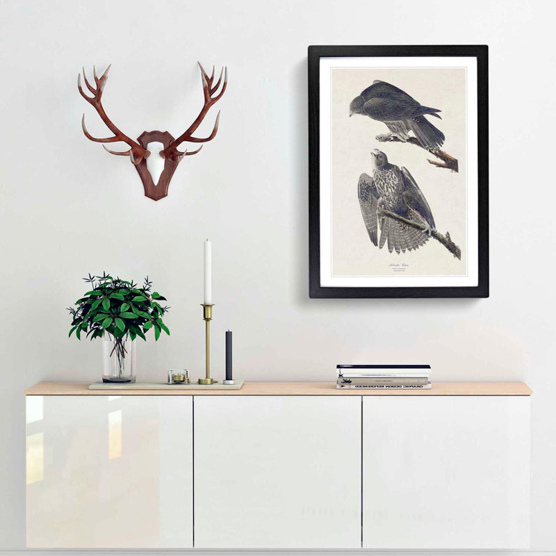 Labrador Falcons by John Audubon - Picture Frame Graphic Art Print, 65cm H x 48cm W x 2cm D, Black Framed