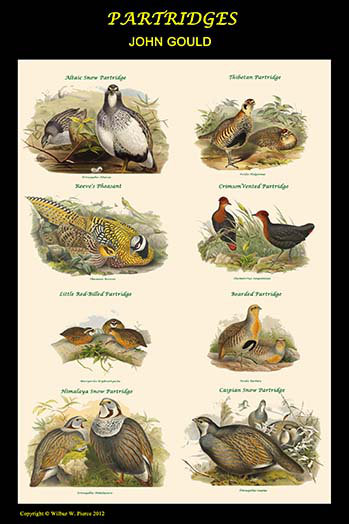Affiche de classe composite partridge-impression d’art graphique, H 42 po x l 28 po x P 1,5 po