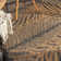Allaben Flatweave Floral Indoor / Outdoor Rug